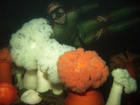 Orange and white plumose anemones