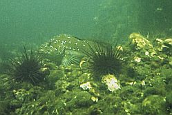 Male kelp greenling