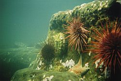Urchins and starfish