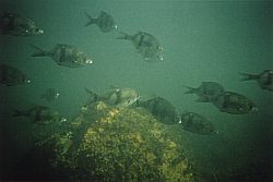 School of pile perch